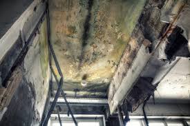 Best Mold Damage Restoration  in Xtonia, PA